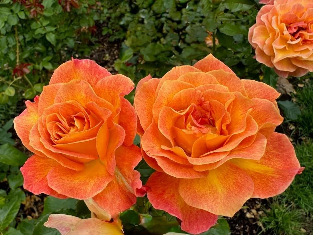 Rosa 'Rosie the Riveter' (Rosie the Riveter Floribunda Rose